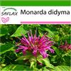 SAFLAX - Bergamotto - 20 semi - Con substrato - Monarda didyma
