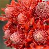 Generic Semi di Etlingera elatior, cannello, giardino roccioso sono resistenti balcone con letto rialzato per luoghi soleggiati esotici Le perenni sono 50pcs