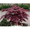 Vivaio di Castelletto Acero Rosso Giapponese Acero Palmatum Bloodgood pianta in vaso ø20 cm h. 70/100 cm Vivaio di Castelletto