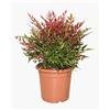 KENTIS - Nandina Domestica Obsessed ® - Piante da Esterno Vere Sempreverdi - Pianta da Giardino Resistente al Freddo - H 40-60 cm Vaso Ø 24 cm