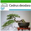 SAFLAX - Cedro dell'Himalaya - 35 semi - Con substrato - Cedrus deodara