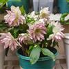 Generic semi di rose di natale rose di natale - resistenti all'esterno, primaverili Natale, decorativi, giardino rocciose 35pcs