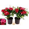 POWERS TO FLOWERS - ROSA DA GIARDINO NANA RAMPICANTE e RIFIORENTE, ROSA ROSSA BICOLORE, 2 PIANTE, VASO 8CM, Piante Vere