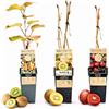 POWERS TO FLOWERS - TRIS DI KIWI -KIWI VERDE (HAYWARD), KIWI GIALLO E KIWI ROSSO (KENS RED) piante vere