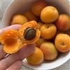 Generic semi nani di albicocca, esotici biologici rare resistenti per il giardino alla fresca 3pcs