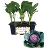 P. Piantine da Orto | Cappuccio Rosso, Pianta da Orto o Balcone Pronta al Trapianto, Kit da 6 Piantine, Pianta Vera da Esterno, Vivaio Italiano