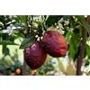 Generico Citrus limon Rosso » LIMONE ROSSO » 5 semi freschi per la semina *