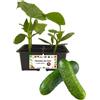 P. Piantine da Orto | Cetriolo, Kit da 4 piantine, Pianta Pronta per il Trapianto, Pianta Vera da Orto, da Balcone, e da Esterno, Vivaio Italiano