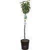 Vannucci Piante - Ficus carica (Fico), Pianta vera in vaso, Pianta da esterno