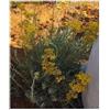 Seeds & Plants Shop by Ipsa Pezzi - 10x Elicriso Italicum Italiana Strohblume Giardino Piante - Seme B1113 - Seeds & Plants Shop by Ipsa