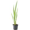 Bloomique - Iris Pseudacorus - Giaggiolo Giallo - Pianta Acquatica - Pianta da Stagno - Resistente al Freddo - Alta 20-30 cm - Vaso 9 cm