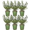Generic Ilex crenata 'Jenny'® - Set di 6 piante resistenti all'inverno, 1 metro, siepe sempreverde
