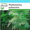 SAFLAX - Confezione regalo - Moso/Bambù gigante - 20 semi - Phyllostachys pubescens