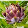Generic Carciofo fresco Violetto Romagna Cynara Scarlymus Non OGM Ez Grow