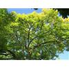 Vivaio di Castelletto Frassino maggiore Fraxinus excelsior pianta in vaso ø17 h. 80/100 cm Vivaio di Castelletto