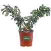 eGarden.store Pianta di Cotognastro Pianta di Cotoneaster Lacteus pianta da esterno pianta di Cotognastro bacche rosse pianta ornamentale pianta da giardino pianta vera venduta da eGarden.store