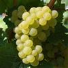 le Georgiche Vivai le Georgiche - Pianta vera di Uva da tavola bianca Regina dei Vigneti Vitis vinifera 'Regina dei Vigneti' - vaso Ø 11 cm