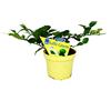 exotenherz Kaffir lime - Citrus hystrix - 1 plant - Kaffir lime spice plant