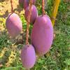 Generic 3 pz Semi di mango resistenti, semi di frutta fresca rialzata, albero bonsai Mangifera indica, Protezione svernante per piante, piante rare del giardino delle erbe degli alberi