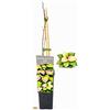 POWERS TO FLOWERS - KIWI BUNTBLATTRIGER, IDEALE PER PERGOLE, piante vere