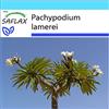 SAFLAX - Confezione regalo - Palma del Madagascar - 10 semi - Pachypodium lamerei