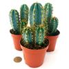 POWERS TO FLOWERS - CACTUS AZZURRO, AZUL, PILOSOCEREUS 3 PIANTE, VASO 10,5CM, pianta vera