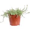 eGarden.store pianta vera di Timo o Thymus diverse varietà da scegliere (Timo Limone)