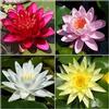 NATURAVIVA BASSANO 4 PIANTE VEGETATE IN VARIETA' PREGIATE NINFEA RUSTICA RESISTENTE LAGHETTO STAGNO TINOZZA PRONTE PER FIORIRE - GIALLA+BIANCA+ROSSA+ROSA