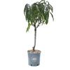 vannucci piante Pesco nettarina nano in vaso, Vannucci Piante, Pianta da terrazzo, Prunus nucipersica, Albero da frutto nano, Pianta da esterno