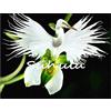 Generic 30 pezzi orchidée tigre japonaise semi-blanche et noire Radiata Garzetta orchidée semi-rara espèce de fleurs du monde pour la decoration du jardin de la maison 10