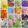 Generic semi di pisello odoroso, pisello odoroso comune, varietà antiche interno resistenti tappezzanti d'appartamento rialzata giardino 420pcs