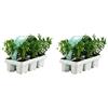 Bloomique - Set di 12 - Ilex Crenata Jenny - Agrifoglio giapponese - Gaultheria - Resistente - Compatto - Altezza 10-20 cm - Radici 6 cm