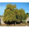 Generic 6 graines MIMOSA D'AVRIL PLEUREUR (Acaci a Saligna) H364 PORT JACKSON WILLOW SEEDS