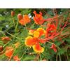 Generic 20 Semi di Ponciana Nana, Bigotillo (Caesalpinia Pulcherrima)