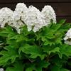 Vivaio di Castelletto Ortensia bianca Hydrangea Quercifolia bianco - pianta vera in vaso ø19 cm - piante ornamentali da fiore - arbusto deciduo - Vivaio di Castelletto