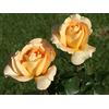 Generico AMDGarden Rosa Brevettata Casanova Meilland Profumata Pianta in Vaso 19 cm Floribunda Rosa Salmone Albicocca