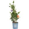Vannucci Piante - Callistemo, Pianta da terrazzo, Callistemon laevis