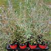 Generico Teucrium fruticans, 4 piante alte 40/60 cm, vaso 13