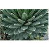 Seeds & Plants Shop by Ipsa Pezzi - 5x Agave Victoriae - Reginae Bustamante più di un Anno Piante - Seme ID1674 - Seeds & Plants Shop by Ipsa