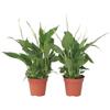 Plant in a Box - Spathiphyllum 'Torelli' - Pianta cucchiaio - Spatifillo - Set di 2 - Vaso 12cm - Altezza 30-40cm