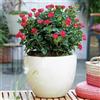 Vivaio di Castelletto Rosa Rossa Meilland Knock Out in vaso ø19 cm a cespuglio fiori profumati varieta' resistente e rifiorente Vivaio di Castelletto