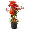 POWERS TO FLOWERS - BOUGAINVILLEA, BUGANVILLEA, ROSSA IN VASO 17 CM DIAMETRO, pianta vera