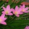 Generic Zephyranthes - Giglio della pioggia rosa (10 lampadine.) ora in spedizione! Resistente ai cervi