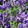 Generic Fleurs sauvages - Aconito - 80 Semi:Graines