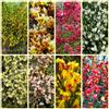 Generic Semi di ginestra, Cytisus scoparius, per luoghi soleggiati resistenti all'inverno, regali sostenibili arbusti dalla resistente Le da giardino 600pcs