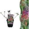 Plantenboetiek.nl Arbusto delle farfalle - Buddleja davidii Flower Power - Fiore arancione viola - 1 Pianta - Deciduo - Attira le farfalle - 30cm - Ø18cm - Pianta da giardino
