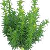 Generisch Grattugia taxus Fastigiata - Robusta - 30 - 40 cm resistente all'inverno