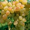 le Georgiche Vivai le Georgiche - Pianta vera di Uva da tavola bianca Golden Berry Vitis vinifera 'Golden Berry' - vaso Ø 18 cm - altezza alla vendita 120-140 cm