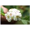Seeds & Plants Shop by Ipsa Pezzi - 15x Crataegus Pinnatifida Biancospino Bacche Albero Seme HW8 - Seeds Plants Shop Samenbank Pfullingen Patrik Ipsa