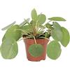 KENTIS - Pilea Peperomioides - Pianta delle Monete Cinesi - Da Interno - H 15-25 cm e Vaso Ø 12 cm